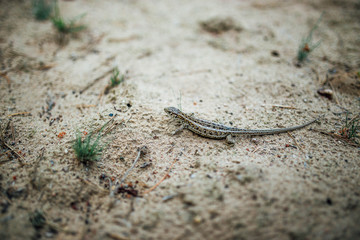 Obraz na płótnie Canvas sand lizard female in nature