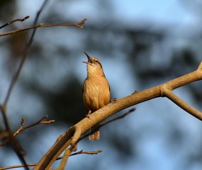 Small Bird Singing