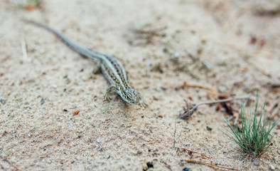 sand lizard female in nature