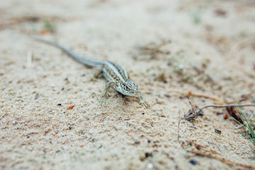 sand lizard female in nature