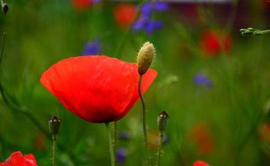 red poppies in a field