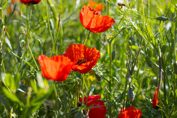 Wild red poppies in the field. Selective focus. Beauty, spring, morning. Drugs, opium, opium poppy, drug control.