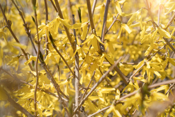 Yellow blooming Forsythia flowers in spring. Close-up of Forsythia flowers. Forsythia blooming in...