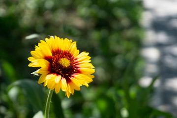 blooming sunflower in the garden