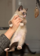 little funny snow shu kitten