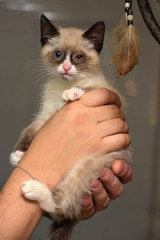 little funny snow shu kitten