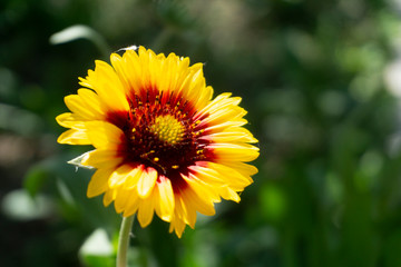 blooming sunflower in the garden