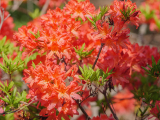 Fototapeta premium Rhododendron japonicum flowers in the park. Natural light.
