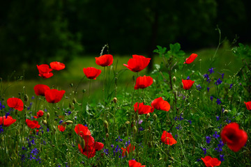poppy field of red poppies