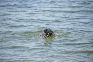 3 fighting coot 5