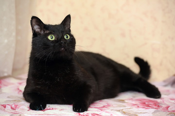 Fat black Bombay cat
