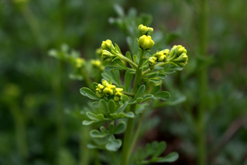 Ruta graveolens, commonly known as the, common rue or herb-of-grace, is a species of Ruta grown as an ornamental plant and herb. It is also cultivated as a medicinal herb, as a condiment.