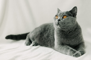 gray cat on a light background, British breed