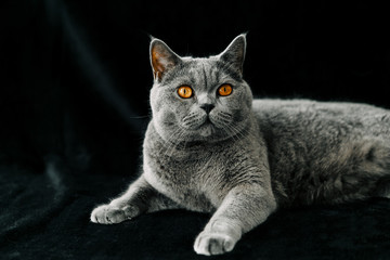 Fototapeta na wymiar cat on a black background, British breed