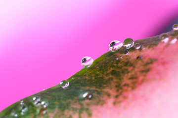 water drop on a leaf