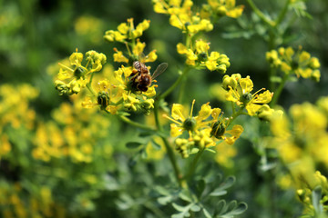 Ruta graveolens, commonly known as the, common rue or herb-of-grace, is a species of Ruta grown as...