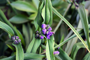 Obraz premium violet, purple, background, flower, flowers, violets, pink, awesome, plant, color, spring, beauty, garden, picture, close, isolated, nature, floral, natural, colorful, landscape, blossom, beautiful, s
