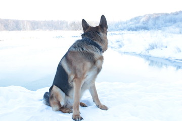 German Shepherd in the winter walks in the winter forest