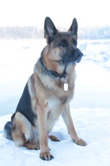 German Shepherd in the winter walks in the winter forest
