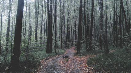 Fototapeta premium Path between trees in a beautiful foggy autumn forest