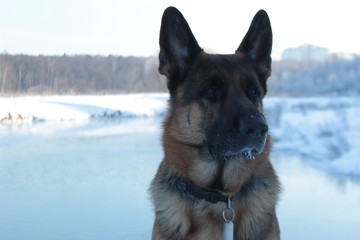 German Shepherd in the winter walks in the winter forest
