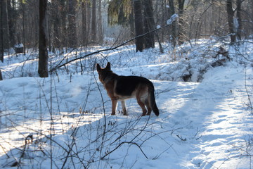 German Shepherd in the winter walks in the winter forest