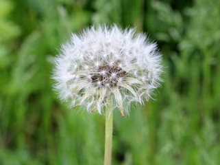 detail of one flowering dandelion on green background