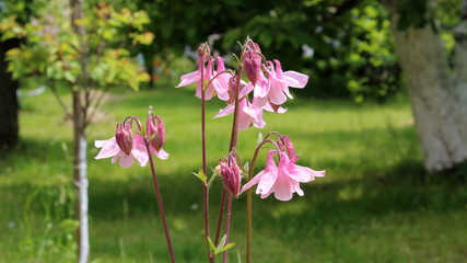 detail of pink flower bell aquilegia in the park