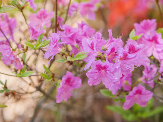 Fototapeta premium Rhododendron obtusum flowers in the park. Natural light.