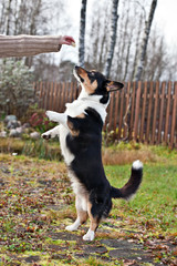 Dog breed Welsh Corgi Cardigan  stands on its hind legs and asks for a treat