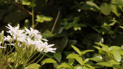 little bright white flowers on dark green background