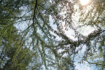 Bright green fluffy branches of larch tree. Larch tree branches in sun backlight. freshness of summer day. Natural beauty of elegant larch tree twig. Branch of young larch