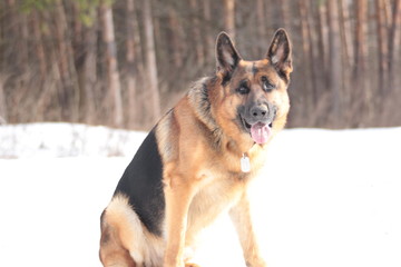 German Shepherd in the winter walks in the winter forest