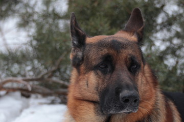 German Shepherd in the winter walks in the winter forest