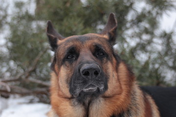German Shepherd in the winter walks in the winter forest