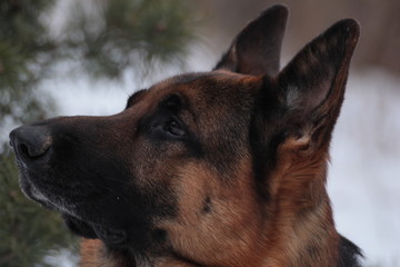 German Shepherd in the winter walks in the winter forest