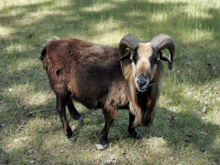 goat on a farm