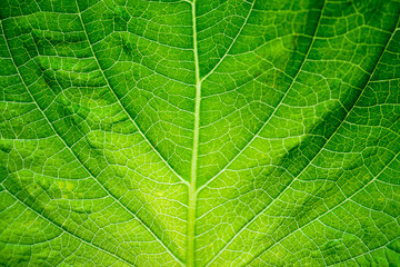 green leaf texture background closeup