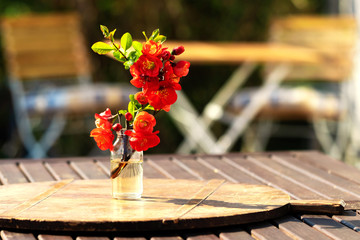 Summer freshness with quince bouquet, sitting in the garden.