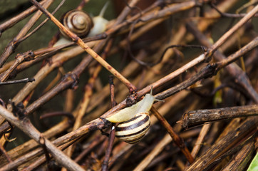 Snails crawling on the wet branches.Wildlife animals