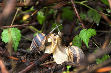 Two sweet snails kissing.Lovely wild snails in the forest