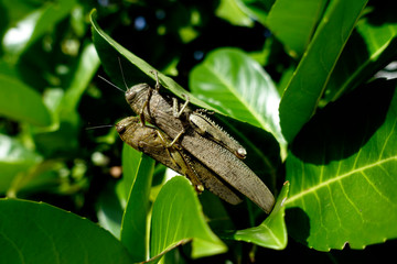grasshoppers on leaf mating