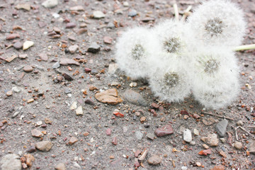  white dandelions on the background of asphalt, stones, gentle background