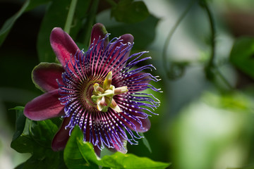 Red Passion Flower Passiflora Alata 