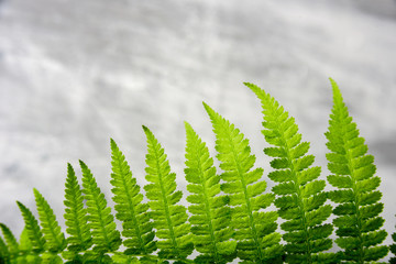 Part of fern leaf