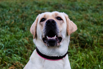 Adorable Golden Retriever on green grass, outdoors