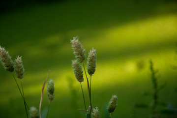 wild flower in the grass