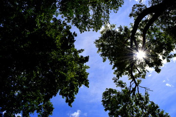branches of deciduous trees against the sky