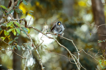 Noisy Miner