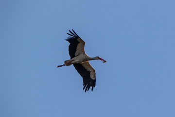 White stork flying with nesting material in its beak in front of a blue sky